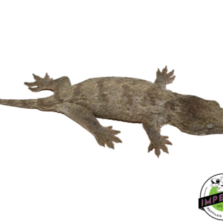 "Nu Ami" Leachianus Gecko (#112524-03)