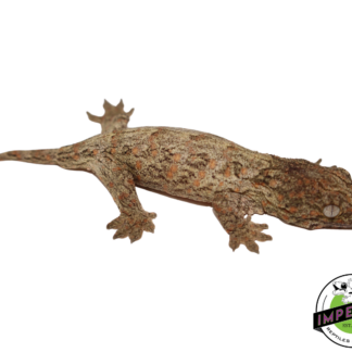 High Color Nuu Ana Leachianus Gecko (#112524-04)