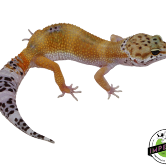 Black Night x Tangerine Leopard Gecko Female
