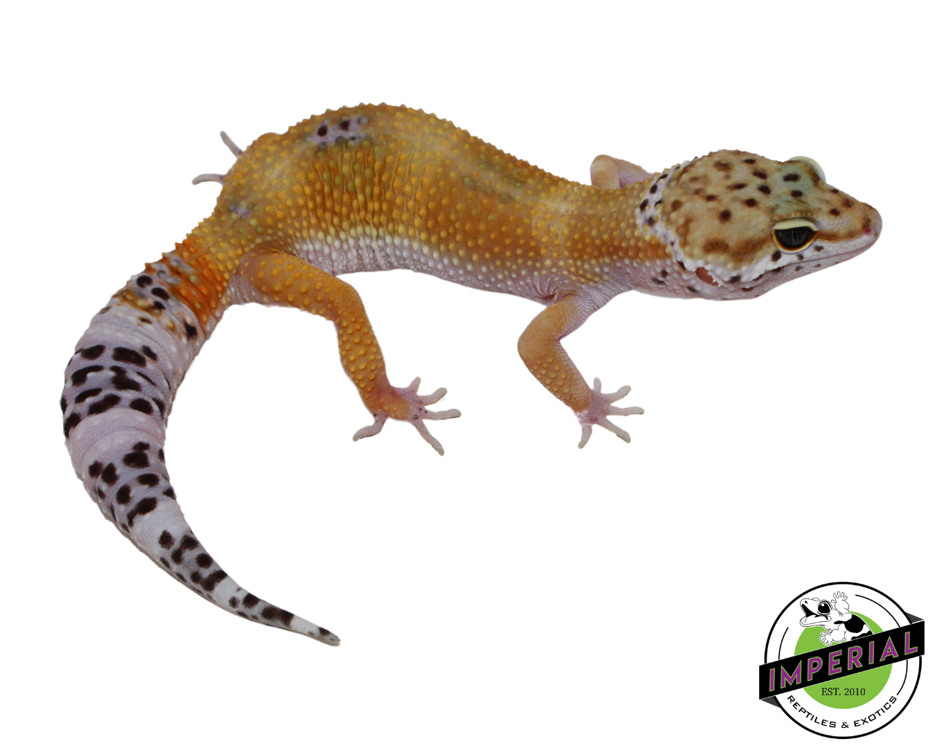Black Night x Tangerine Leopard Gecko Female