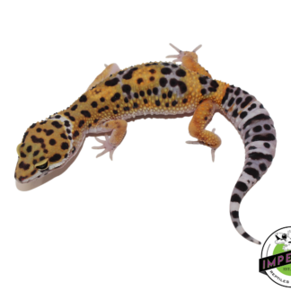 Black Night x Tangerine Leopard Gecko Female (#111424-07)