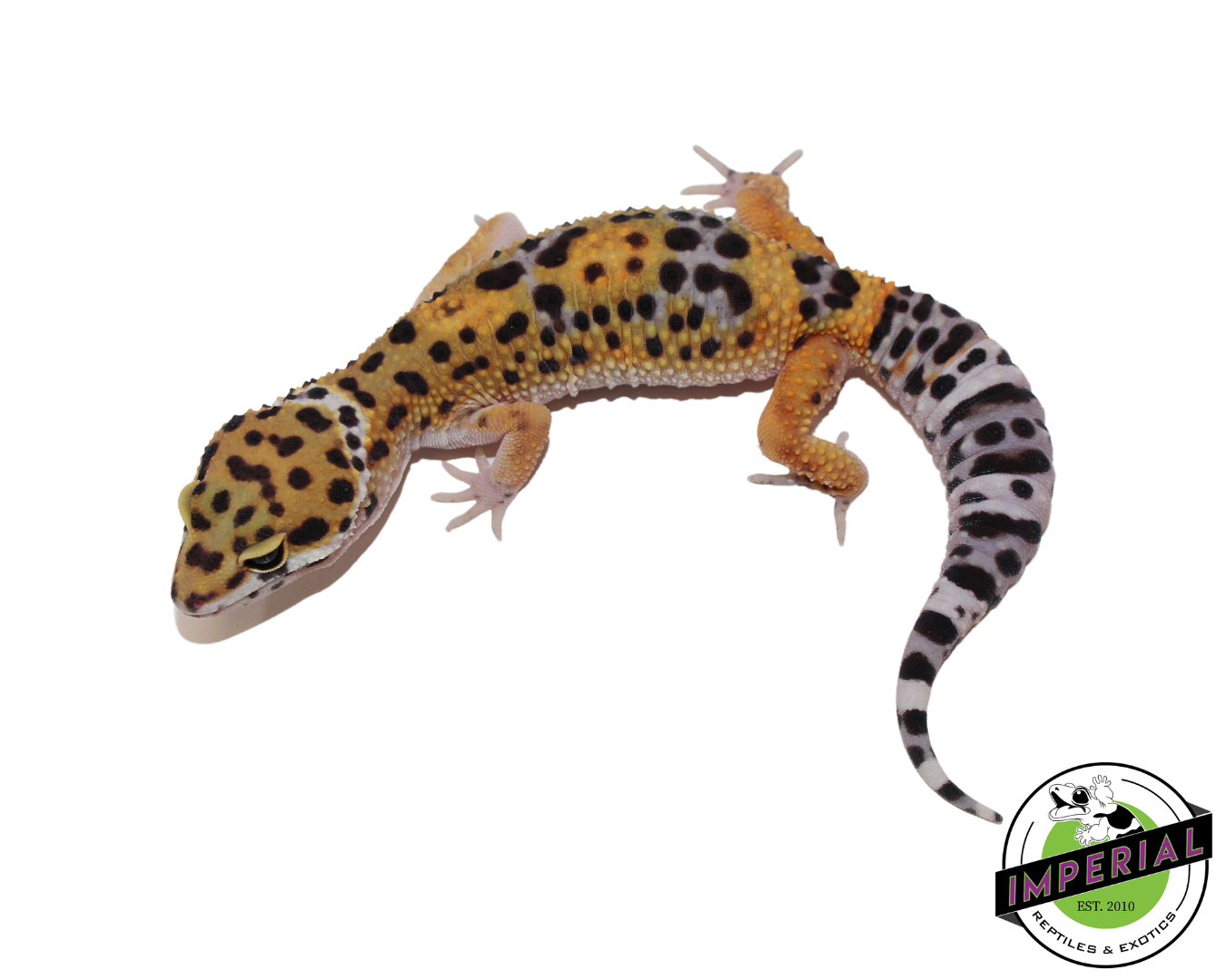Black Night x Tangerine Leopard Gecko Female (#111424-07)