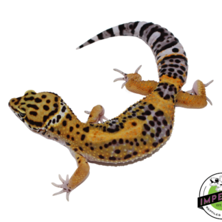 Black Night x Tangerine Leopard Gecko Male (#111424-08)