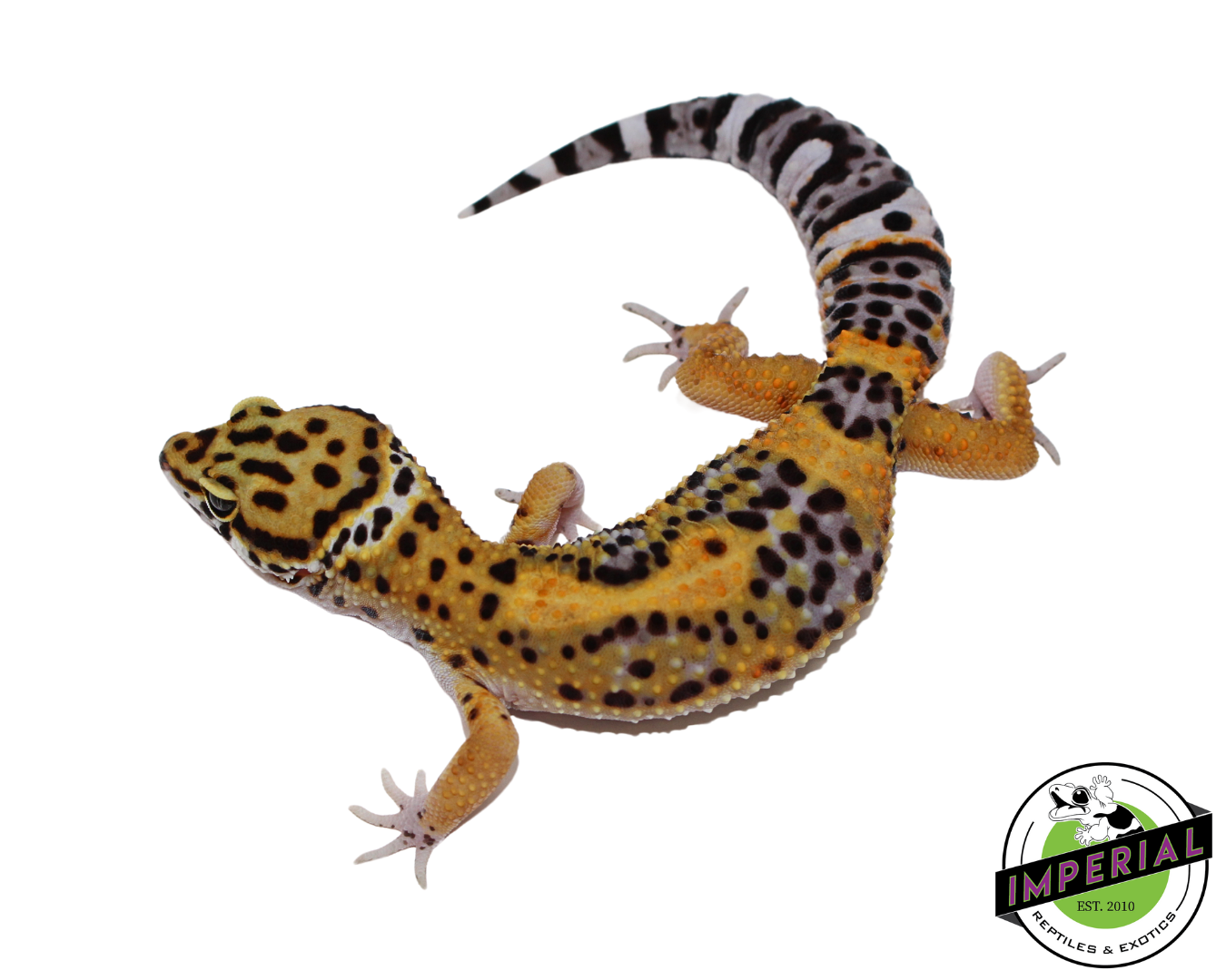 Black Night x Tangerine Leopard Gecko Male (#111424-08)