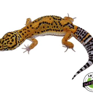 Black Night x Tangerine Leopard Gecko Male (#111424-09)