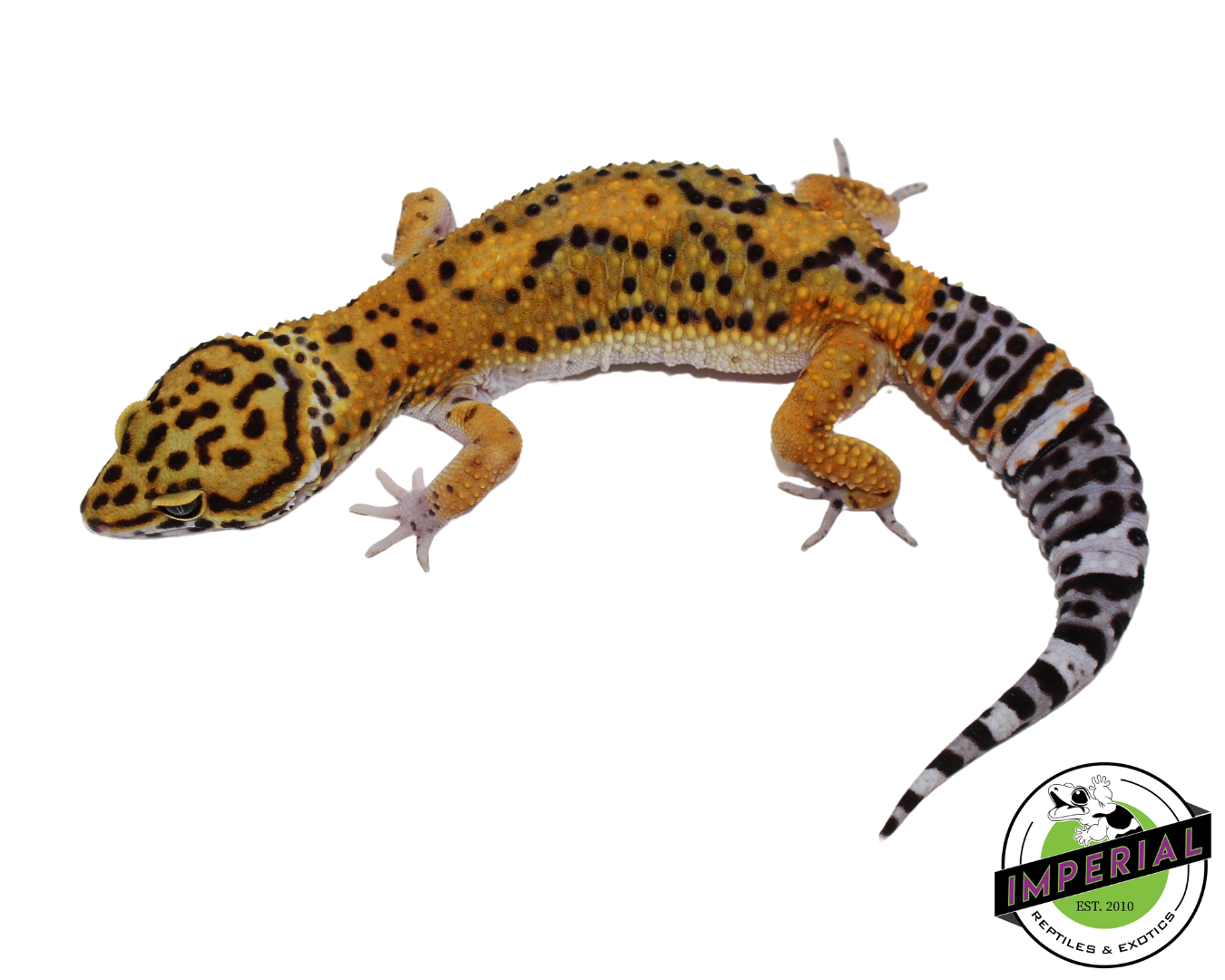 Black Night x Tangerine Leopard Gecko Male (#111424-09)