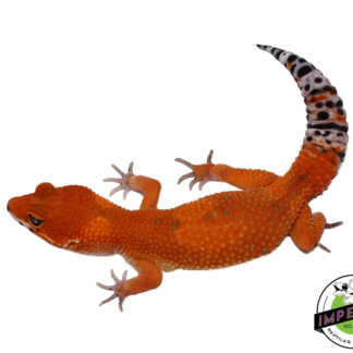 Extreme Tangerine Leopard Gecko Female (#111424-12)