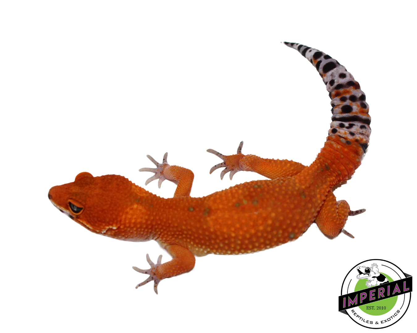 Extreme Tangerine Leopard Gecko Female (#111424-12)