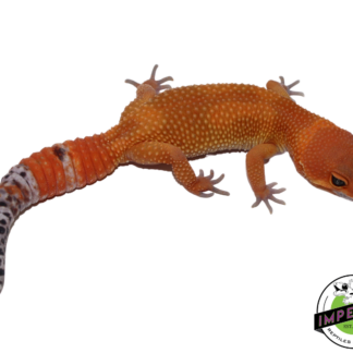 Extreme Tangerine Leopard Gecko Female (#111424-13)