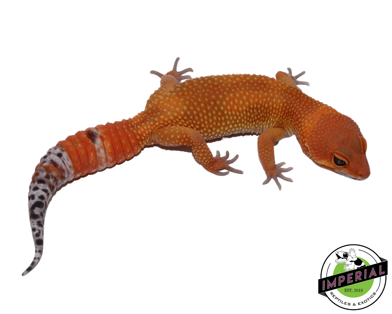 Extreme Tangerine Leopard Gecko Female (#111424-13)