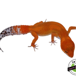 Extreme Tangerine Leopard Gecko Female (#111424-14)