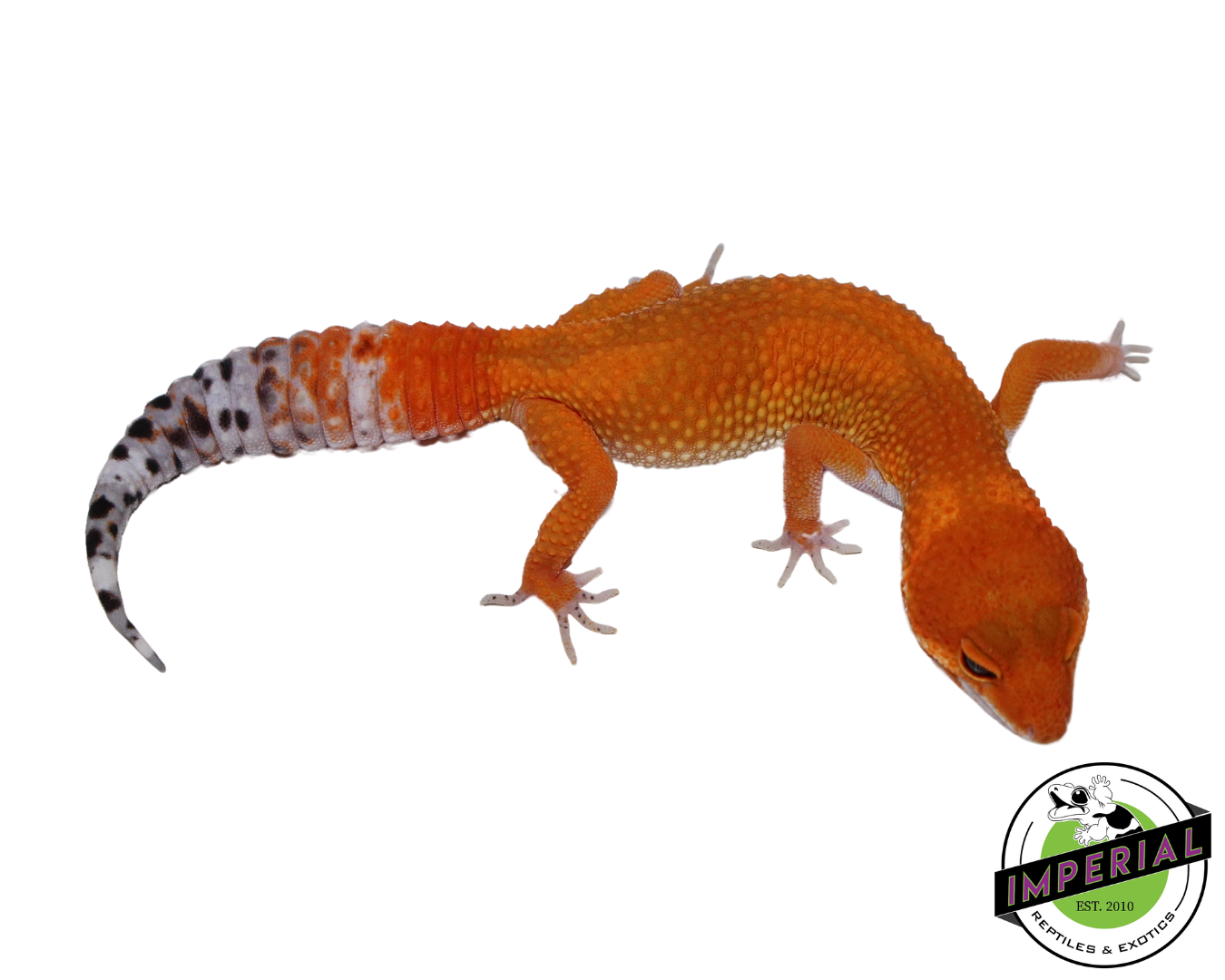 Extreme Tangerine Leopard Gecko Female (#111424-14)