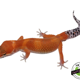 Extreme Tangerine Leopard Gecko Female (#111424-15)