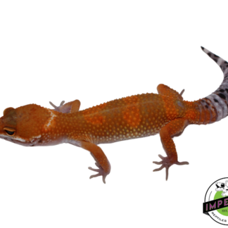Extreme Tangerine Leopard Gecko Female (#111424-16)