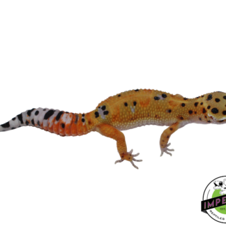 Fire Fox x Tangerine Leopard Gecko Adult Female (#111424-01)