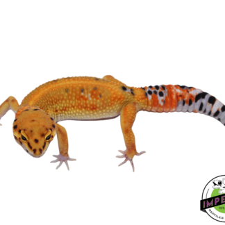 Fire Fox x Tangerine Leopard Gecko Adult Female (#111424-19)