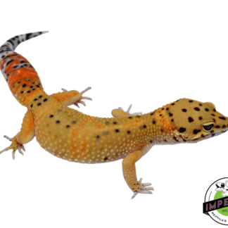 Fire Fox x Tangerine Leopard Gecko Adult Female (#111424-02)
