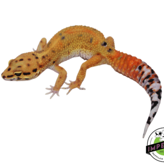 Fire Fox x Tangerine Leopard Gecko Adult Female (#111424-03)