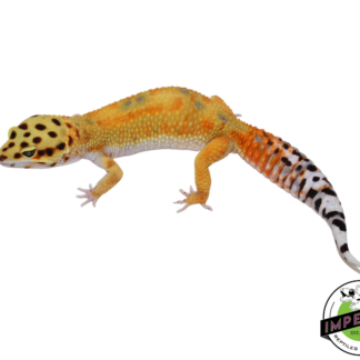 Fire Fox x Tangerine Leopard Gecko Adult Female (#111424-04)