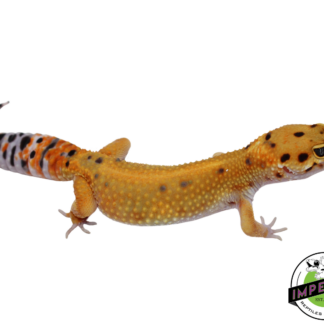 Fire Fox x Tangerine Leopard Gecko Adult Female (#111424-05)