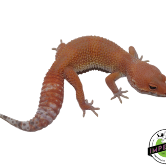 Tremper Sunglow Leopard Gecko Female (#111424-17)
