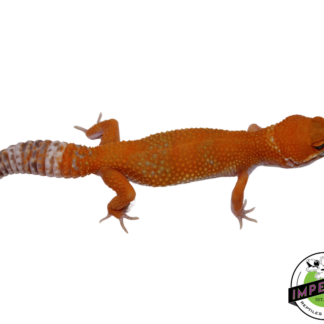 Tremper Sunglow Leopard Gecko Female (#111424-18)