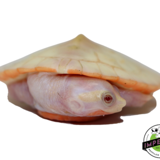 Albino Pink Belly Side Neck Turtle