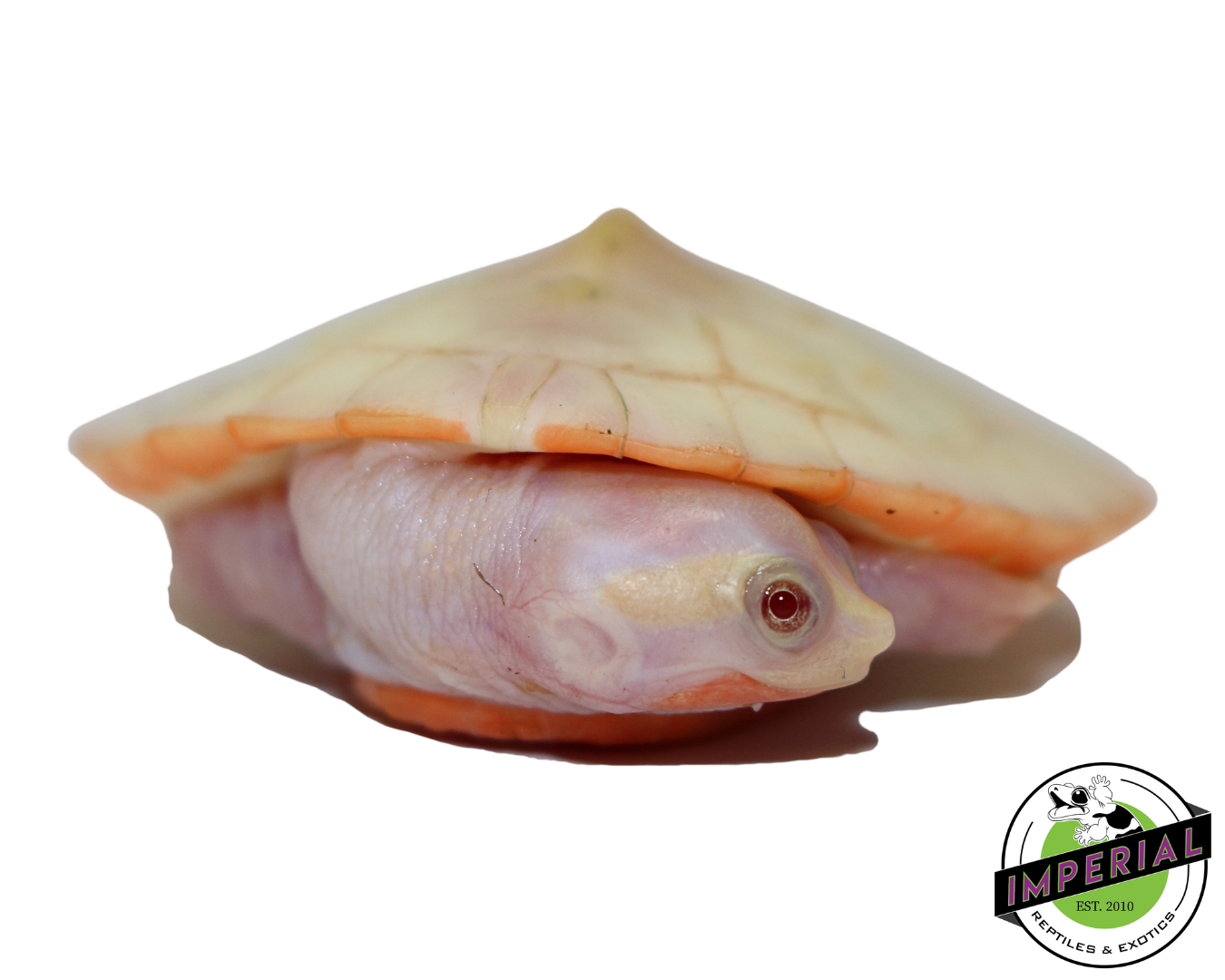 Albino Pink Belly Side Neck Turtle