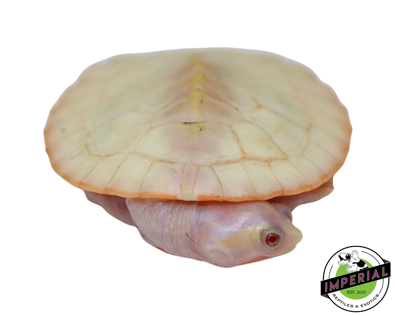 Albino Pink Belly Side Neck Turtle - Image 2