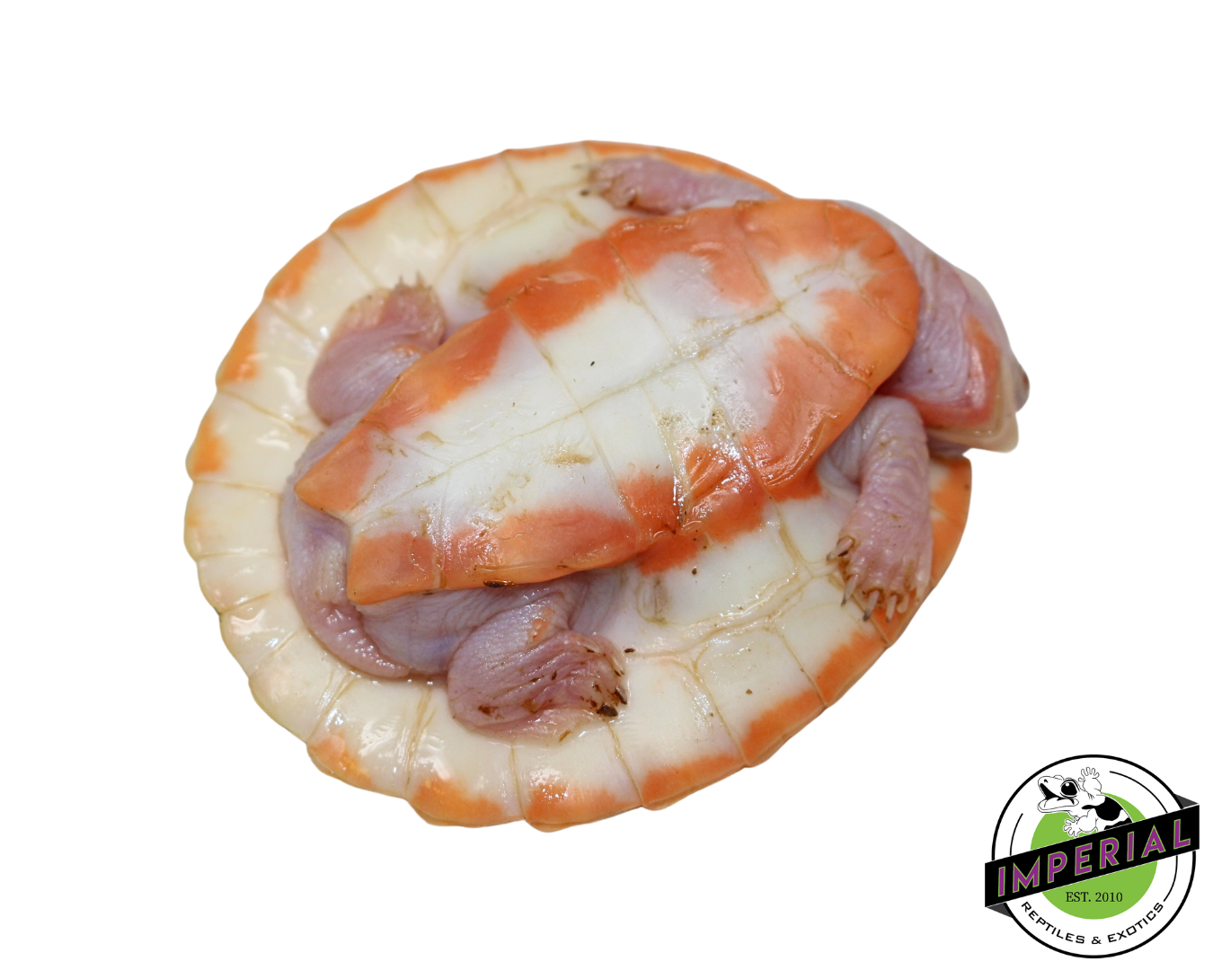 Albino Pink Belly Side Neck Turtle - Image 3