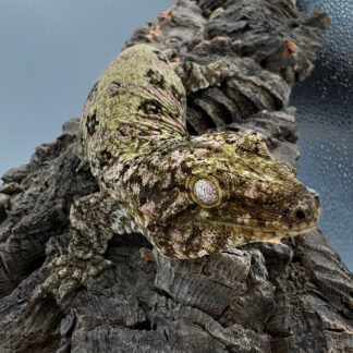 Pure Nuu Ana Leachianus Gecko Male #111825-02