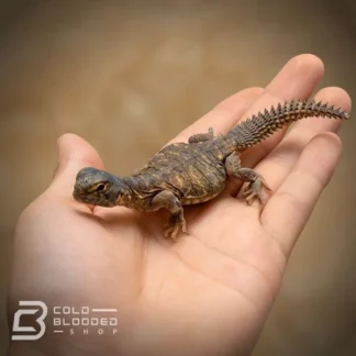 Egyptian Uromastyx - Uromastyx Aegyptia