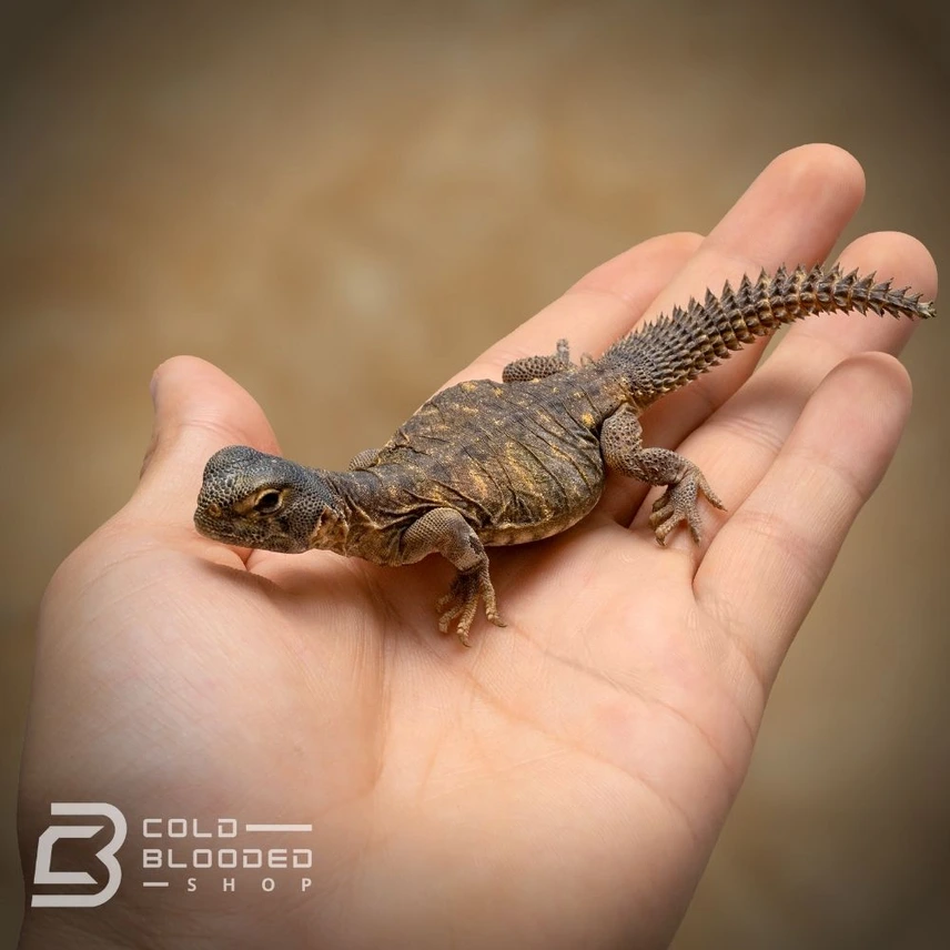 Egyptian Uromastyx - Uromastyx Aegyptia - Image 2