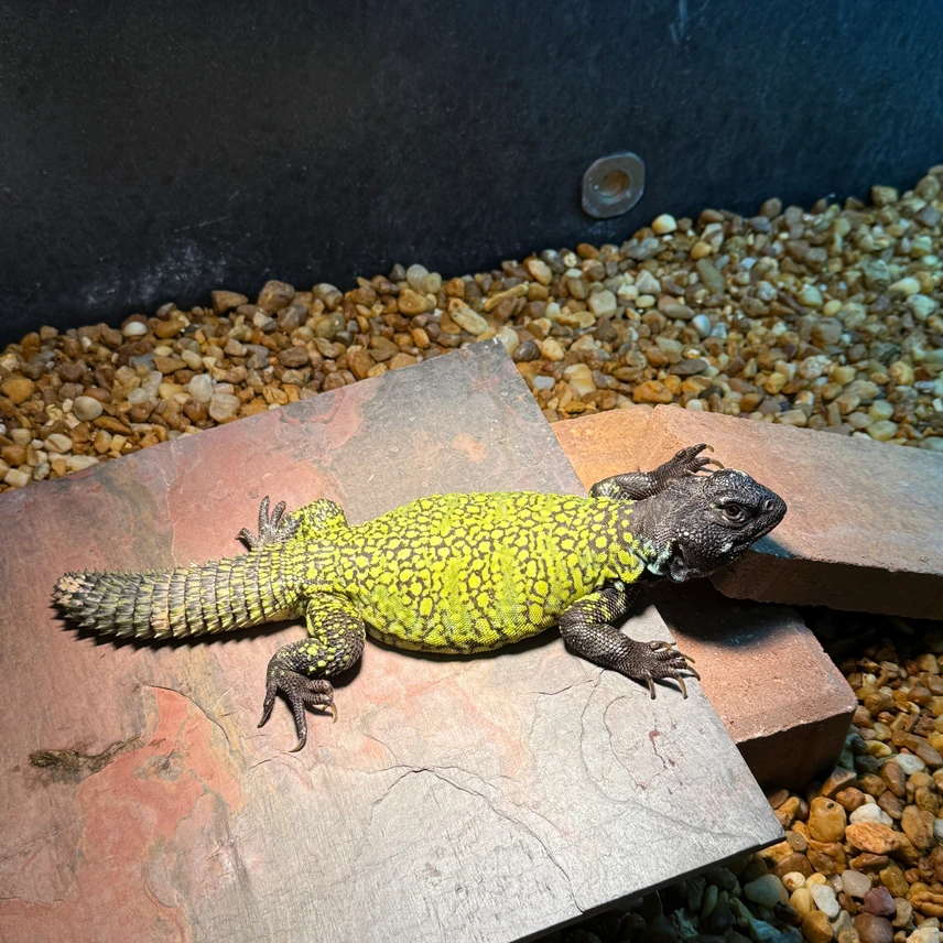 “Lemon Limes” CBB Moroccan Uromastyx - Image 2