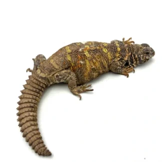 CBB Proven Breeder Ornate Uromastyx
