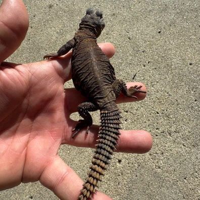 CB Orange Uromastyx Geyri Female