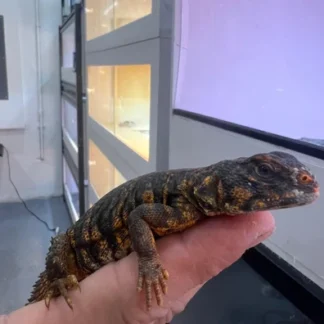 Red Niger Captive Friendly Uromastyx