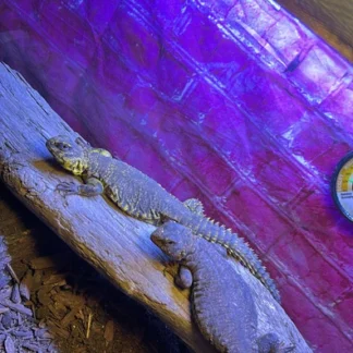 Yellow Niger Uromastyx Pair (Geyri)