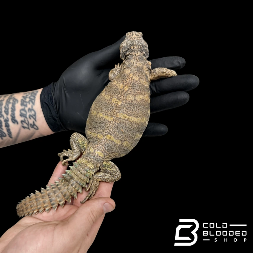 Ornate Uromastyx - Uromastyx Ornata - Image 2