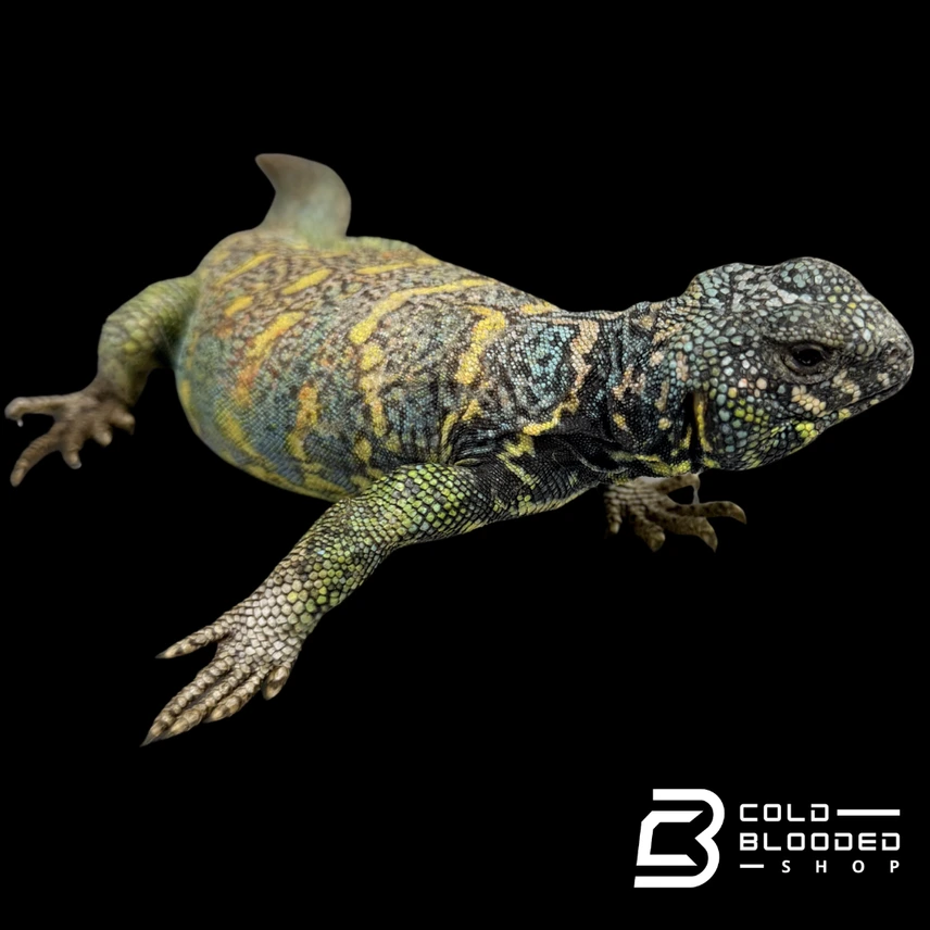 Gorgeous Male Ornate Uromastyx - Uromastyx Ornata - Image 2