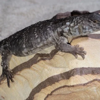 Orange Banded Uromastyx Flavifasciata, (Barca X Nova) Paring