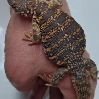 Uromastyx Geyri Juveniles (Captive Bred)