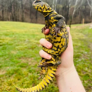 Super Healthy And Tame Melanistic Uromastyx