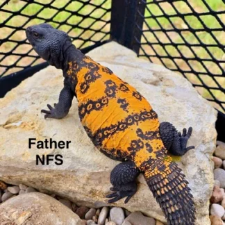 CB Uromastyx Dispar Flavifasciata (Orange Banded)