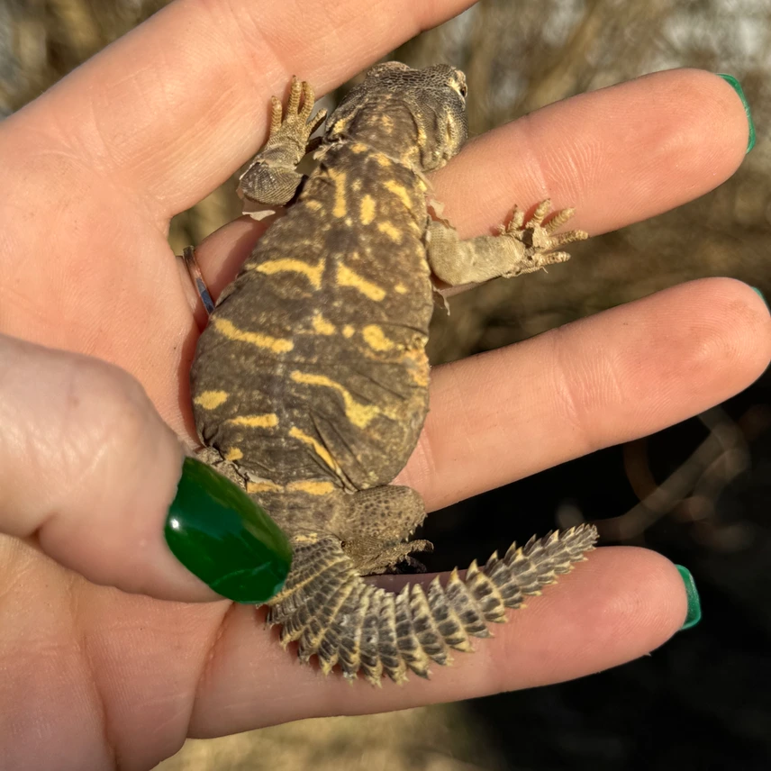 Uromastyx Aegyptia - Image 2