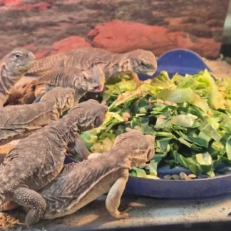 Giant Egyptian Uromastyx