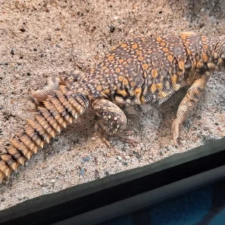 Uromastyx Geyri Juvenile (Hatched 9/2025)