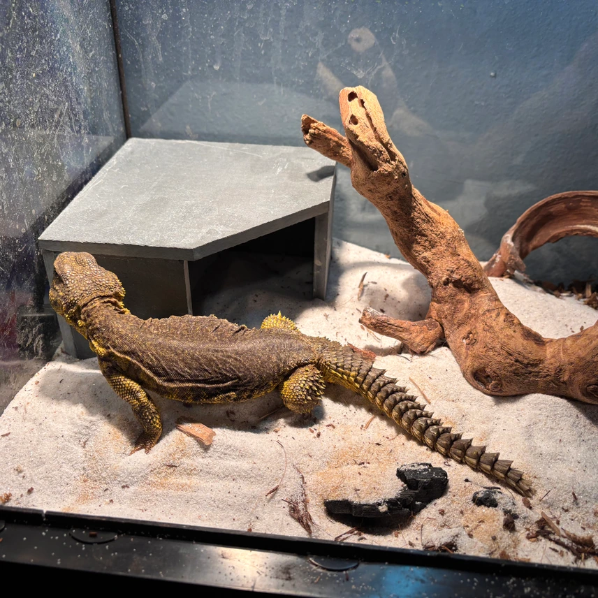 Euromastyx - Image 2