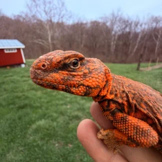 RED Uromastyx