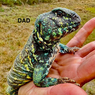 Uromastyx Ornata